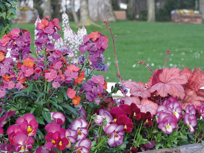 Bisannuelles, (enfin) l'heure du renouveau !
