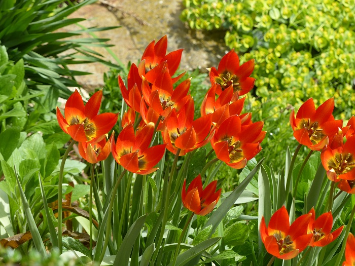 Tulipa Whittallii