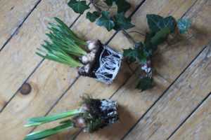 Diverses bulbes forcés et accessoires verts