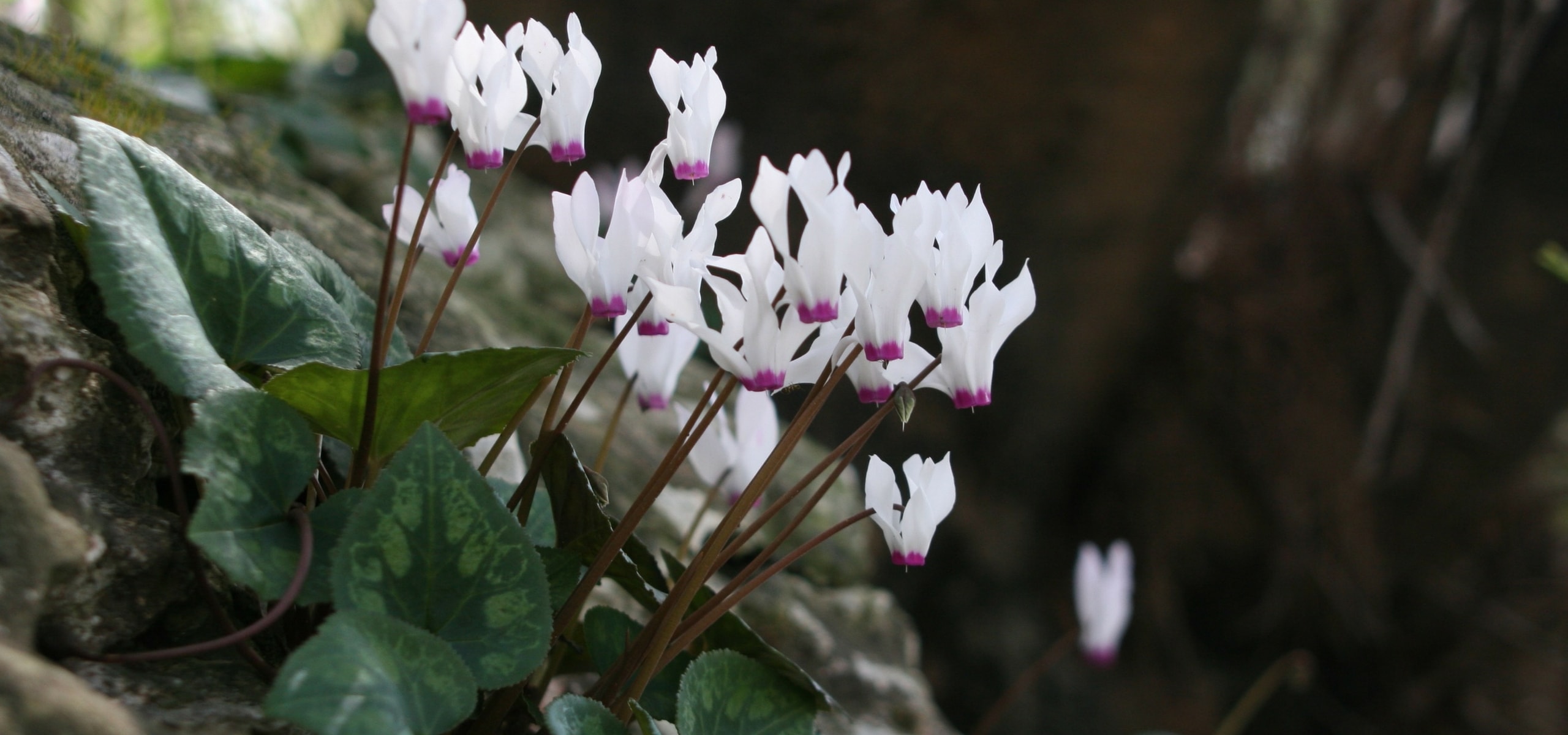 Cyclamens : plantation et entretien