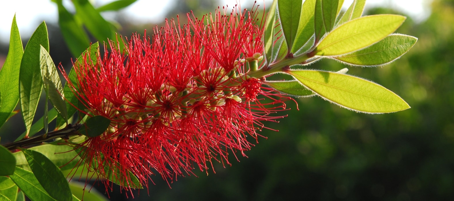 L'inflorescence d'un Callistemon ou Rince-bouteilles. 