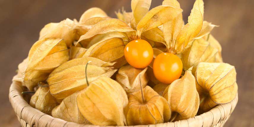 Les fruits du Physalis