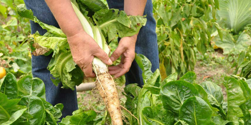 A l'automne, les endives sont déterrées pour être forcées