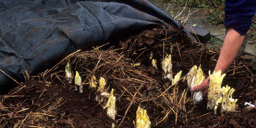 Le forçage des endives