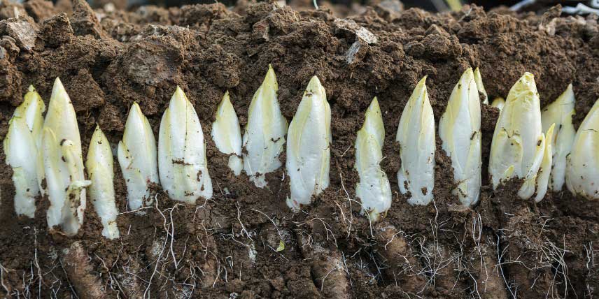 Comment récolter les endives