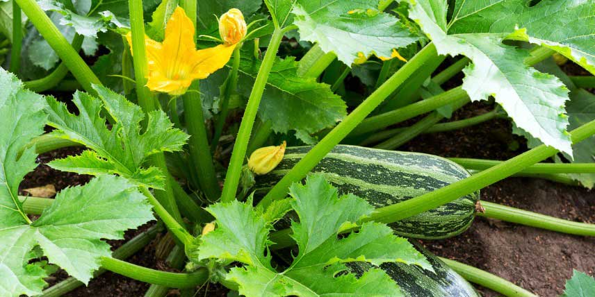 Un pied de courgette planté au potager