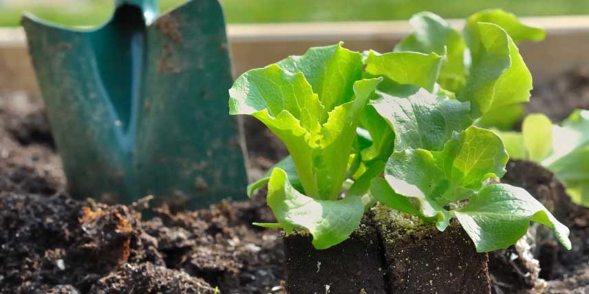 Salades : réussir leur culture