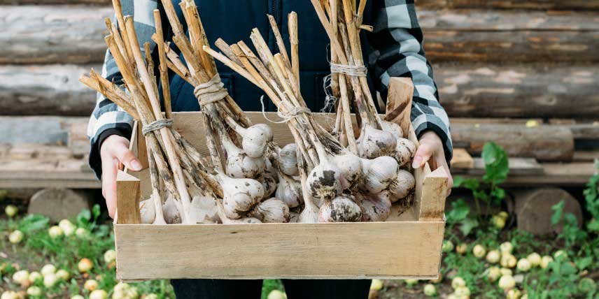 Récolte, séchage et conservation de l'ail