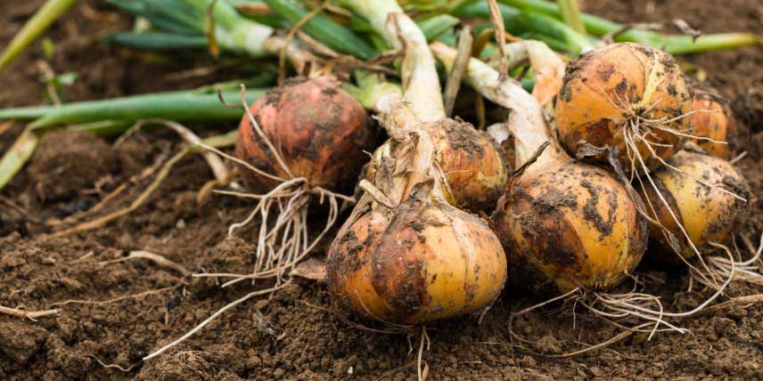 Comment récolter les oignons