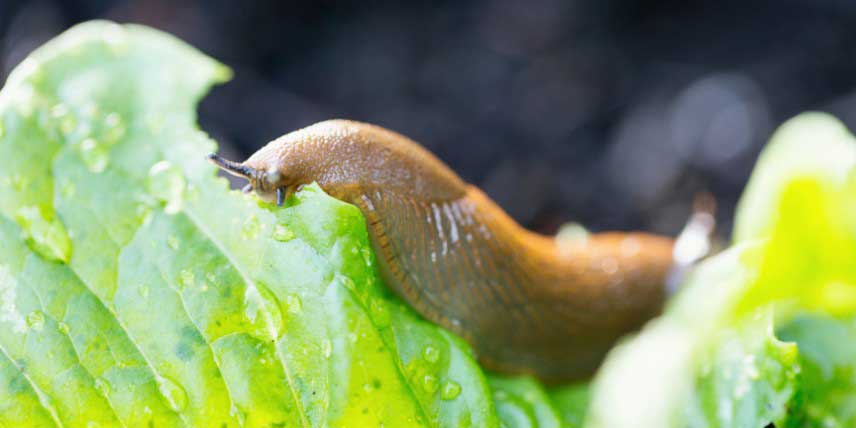 Protéger les salades face aux limaces et escargots
