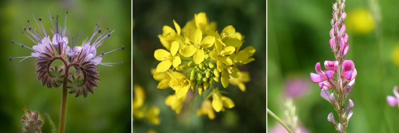 engrais verts : phacélie, moutarde et sainfoin