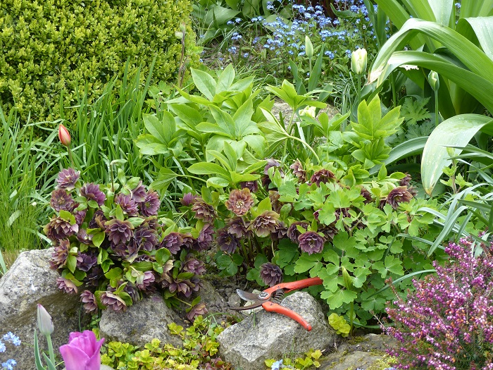 L'entretien des Hellébores d'Orient en 5 gestes simples