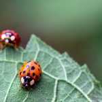 Lutte biologique au jardin : attirez les auxiliaires pour protéger vos cultures naturellement
