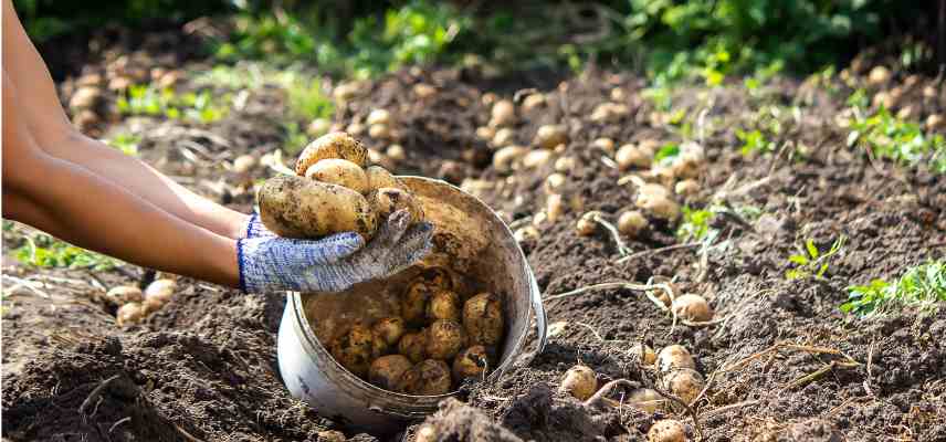 recolter pommes de terre