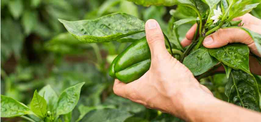 recolter les poivrons