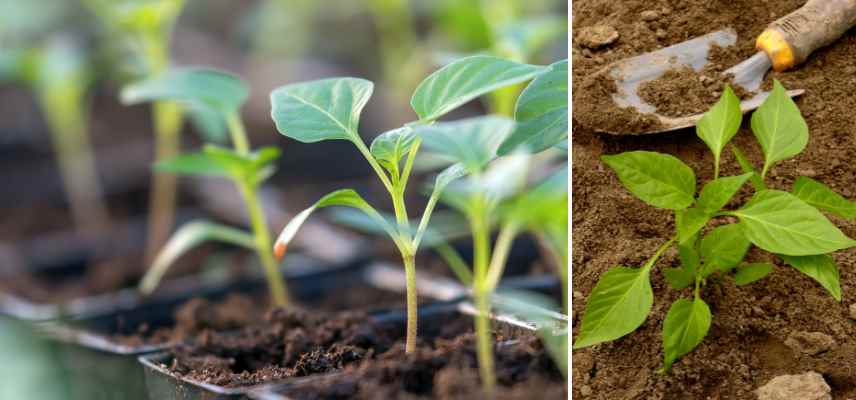 culture des poivrons et piments