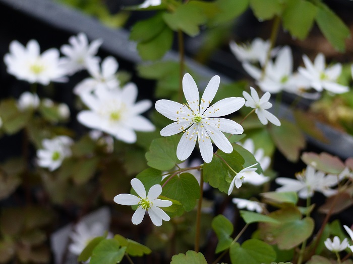 Anemonella thalictroides, un joyau en fleurs en ce moment.
