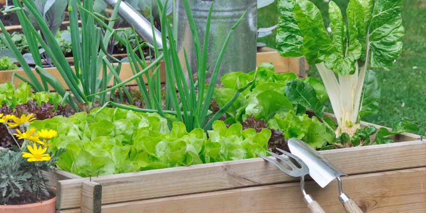 Laitues cultivées au potager