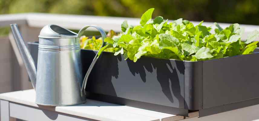 arroser legumes sur un balcon