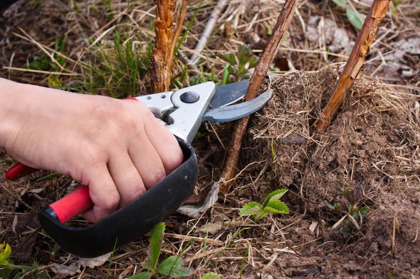 avec un sécateur, un jardinier taille un framboisier