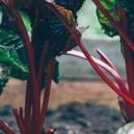 Potager à l'ombre