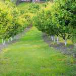 Le chaulage des arbres fruitiers