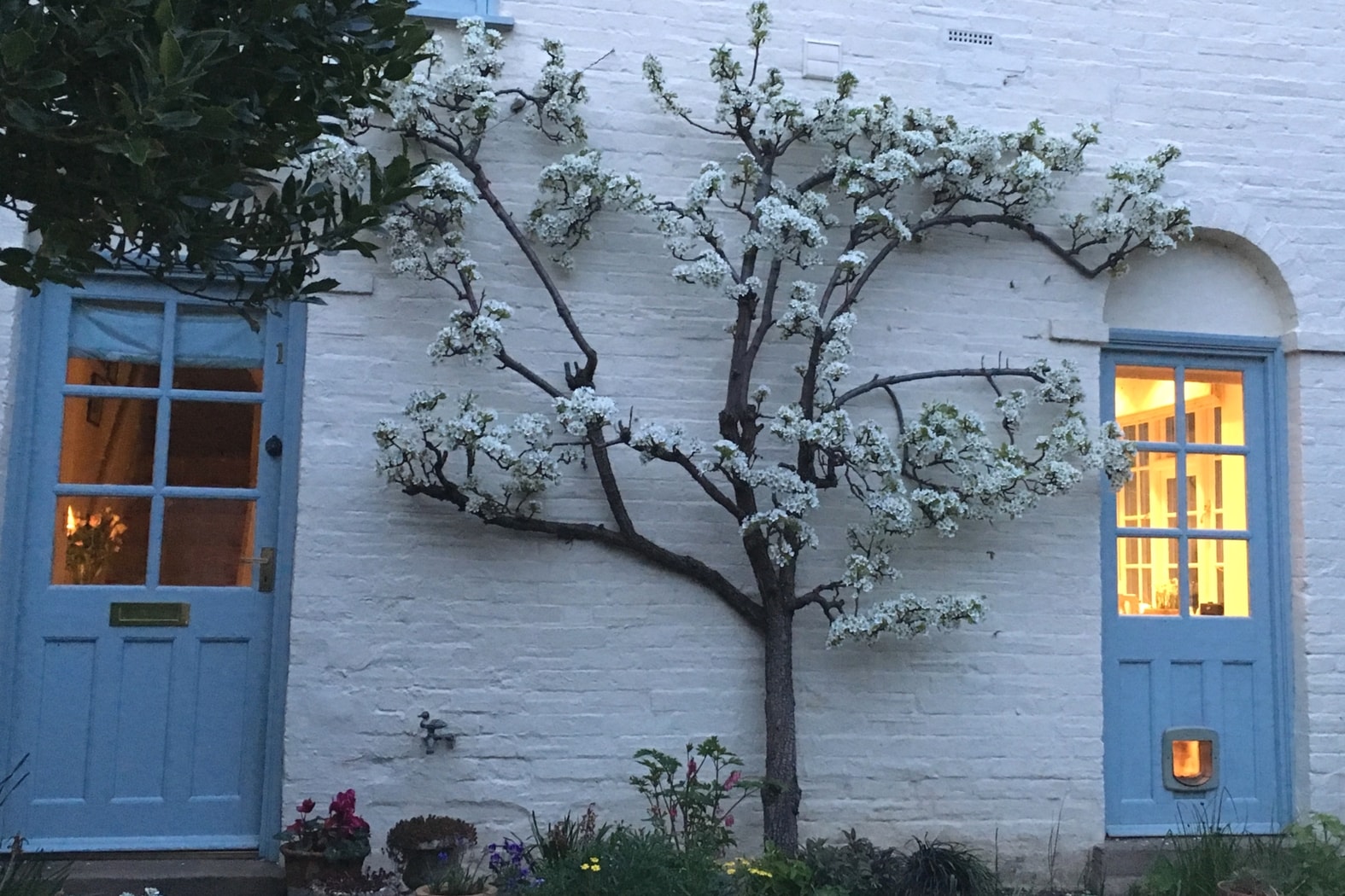 Verger : forme palissée