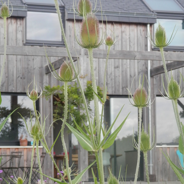 Cardère sauvage - Dipsacus fullonum