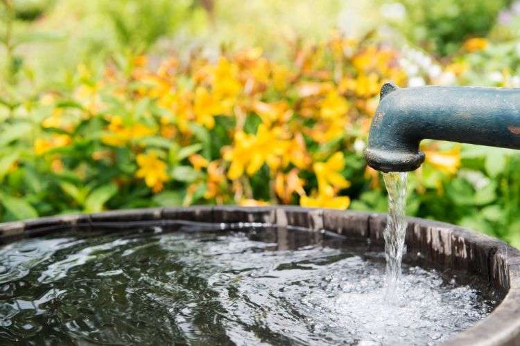 bien arroser le potager en été