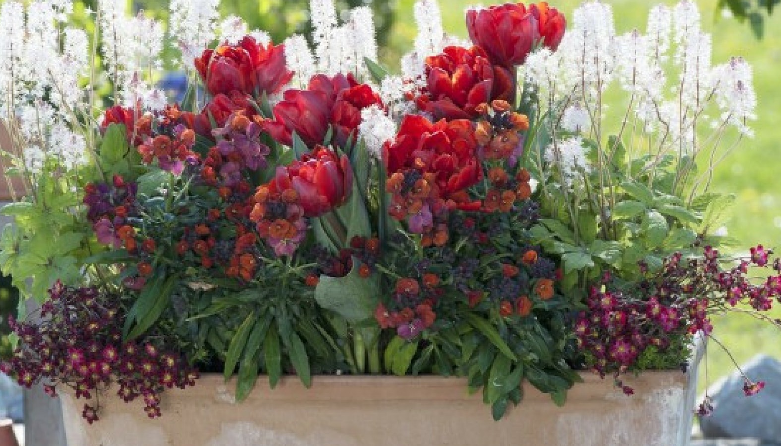 Fleurs bisannuelles et vivaces