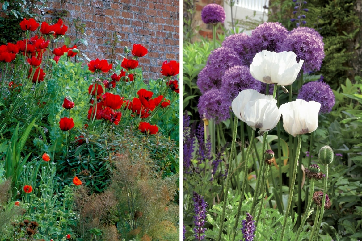 Papaver orientale ou Pavot d'Orient : deux exemples d'associations réussies