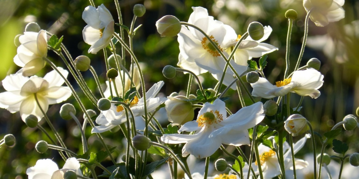 anémone du japon blanche anemone japonaise