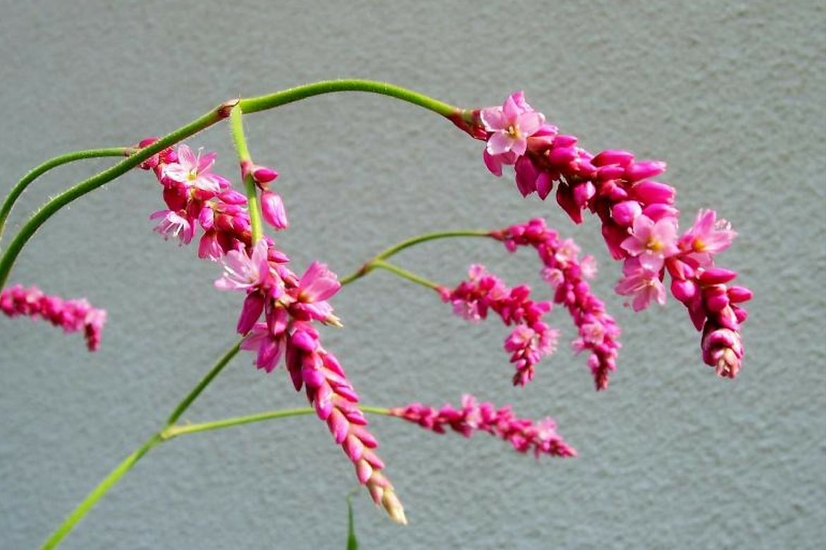 Renouée persicaire : fleurs