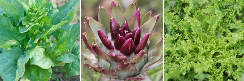 variété anciennes