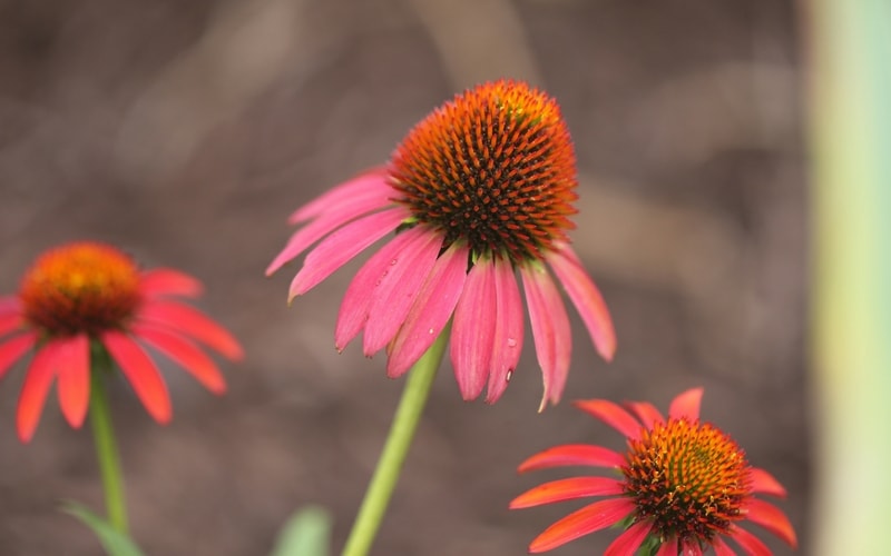 Echinacea purpurea