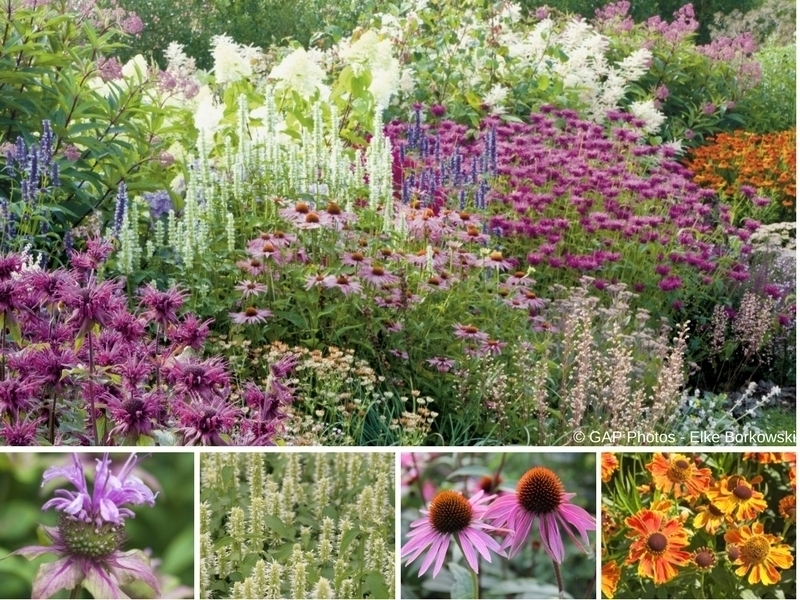 Associer l'échinacée au jardin