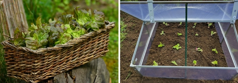 Culture des salades à couper