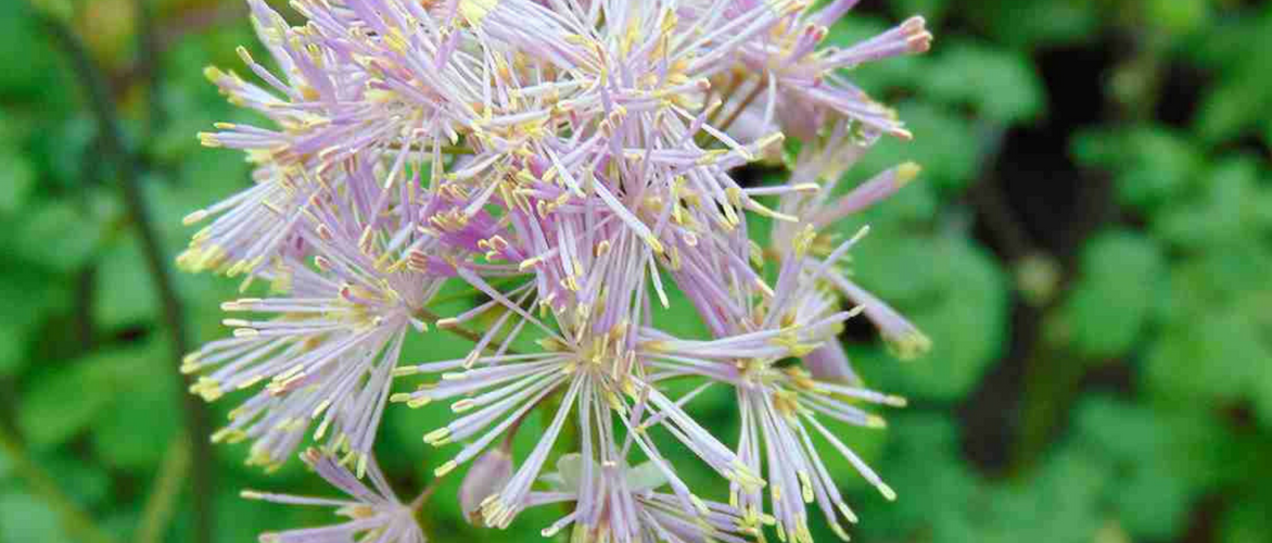 Thalictrum, Pigamon : 8 belles idées d’association