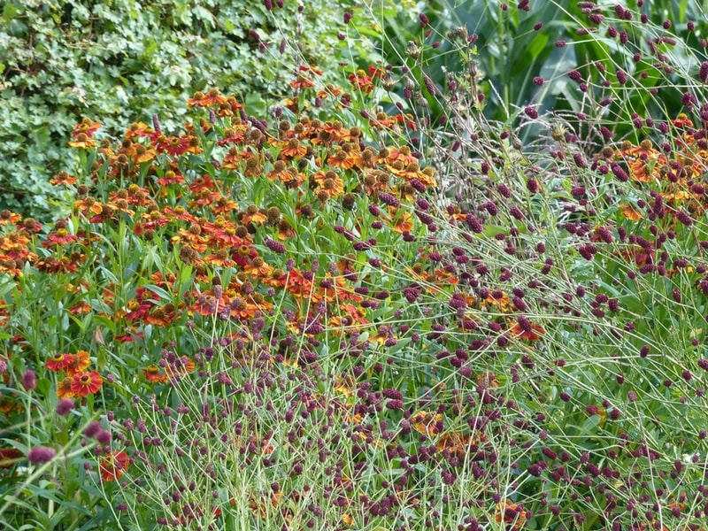 L'Hélénium : en vogue chez les plus grands paysagistes