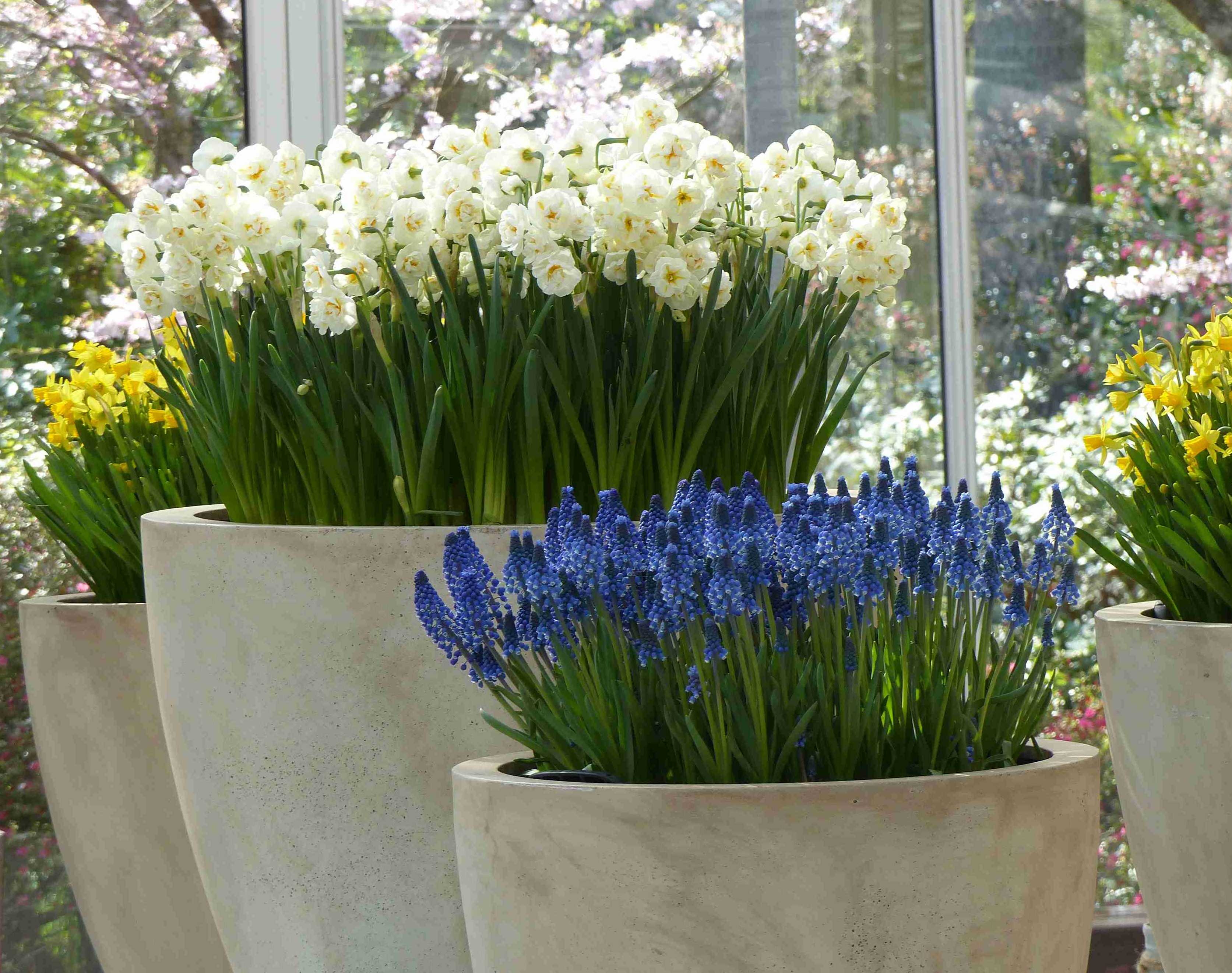 Muscaris en potées