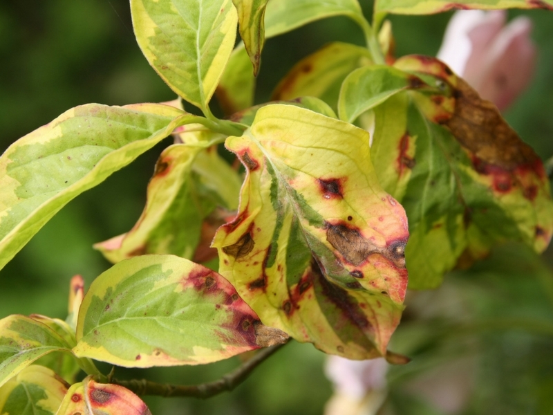 les maladies des cornus : anthracnose