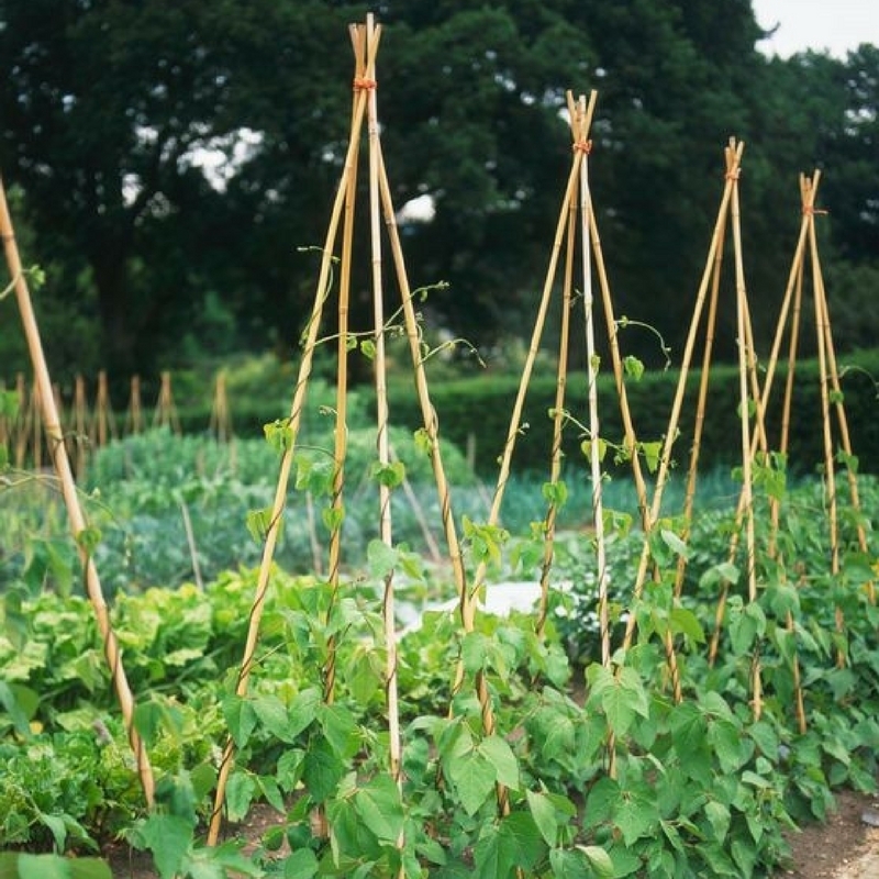 haricots à rames, tuteurage en tipi