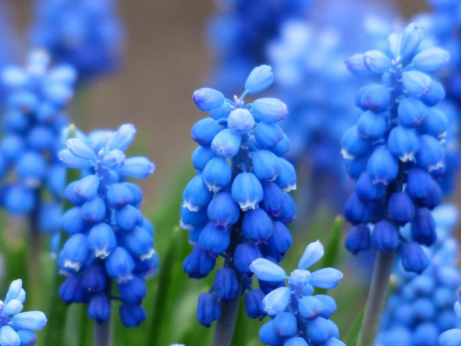 Le muscari, une bulbeuse à la plantation facile