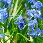 Scille : planter, cultiver et entretenir