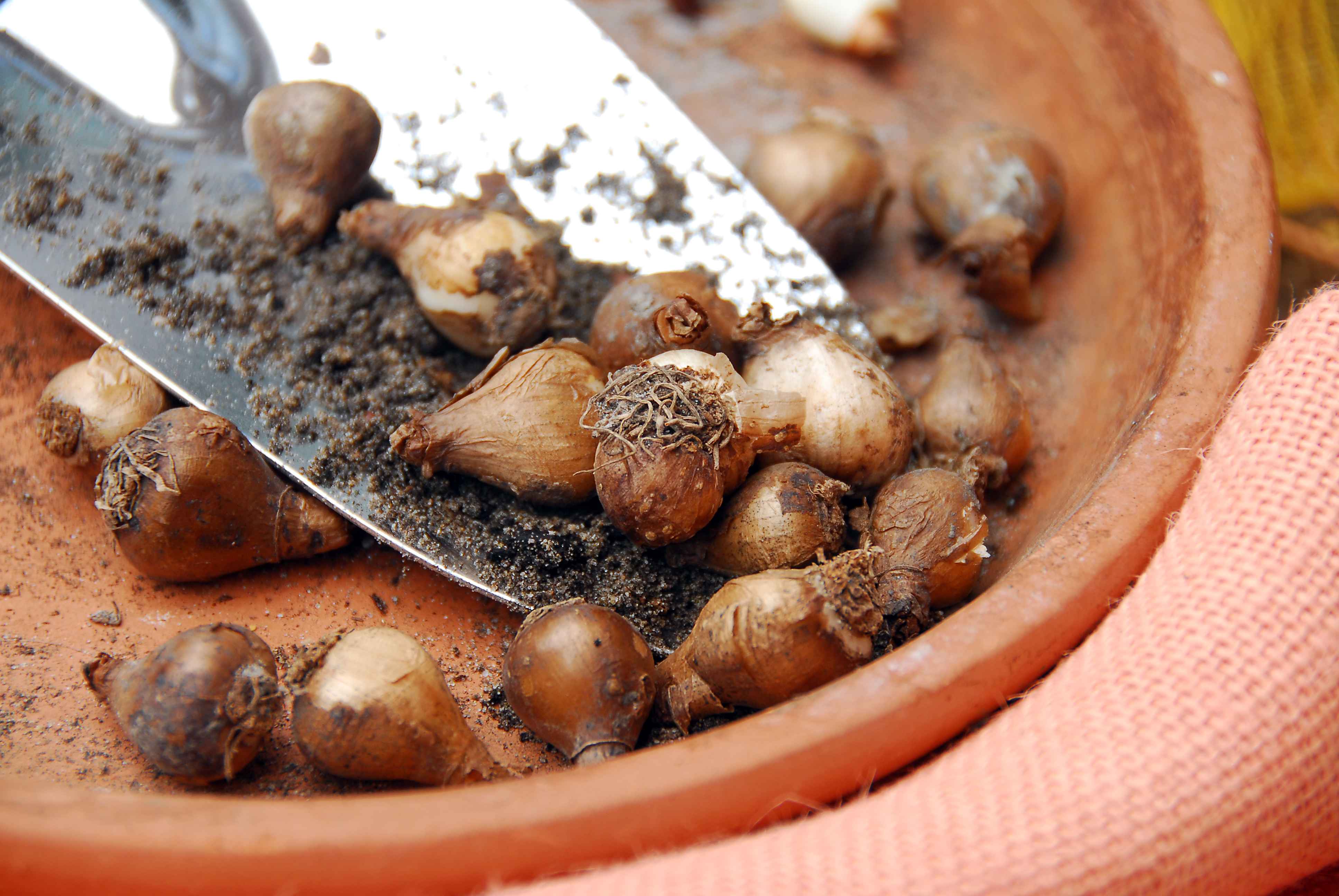 Petits par la taille, les bulbes font un maxi effet !