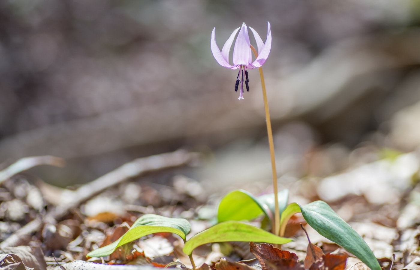 Erythronium