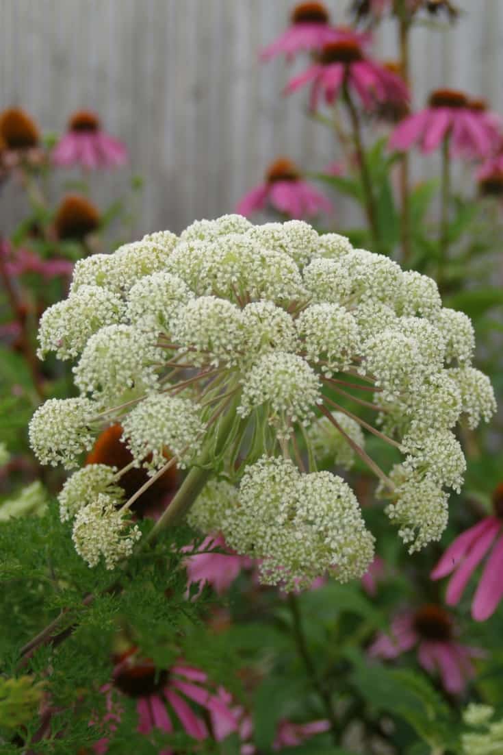 Le Selinum wallichianum, mon ombellifère préférée