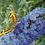 Arbre à papillons, Buddleia : comment bien le tailler ?
