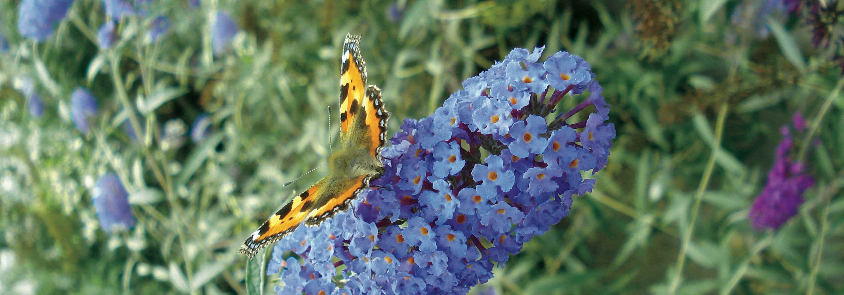 Arbre à papillons, Buddleia : comment bien le tailler ?