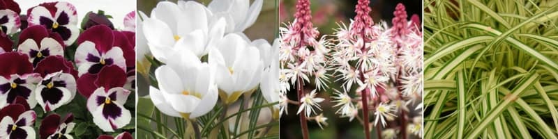 Jardinière pour le printemps : mélange de fleurs bisannuelles, vivaces et petits bulbes